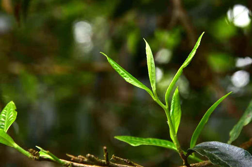 南糥茶王·最大树｜2026年头春头采，稀有珍品古树纯料青饼 商品图3