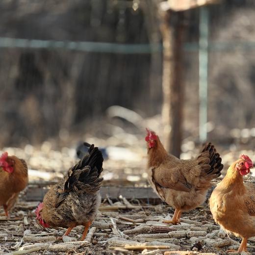 鸡腿/鸡翅/鸡胸肉/麻鸡 商品图1