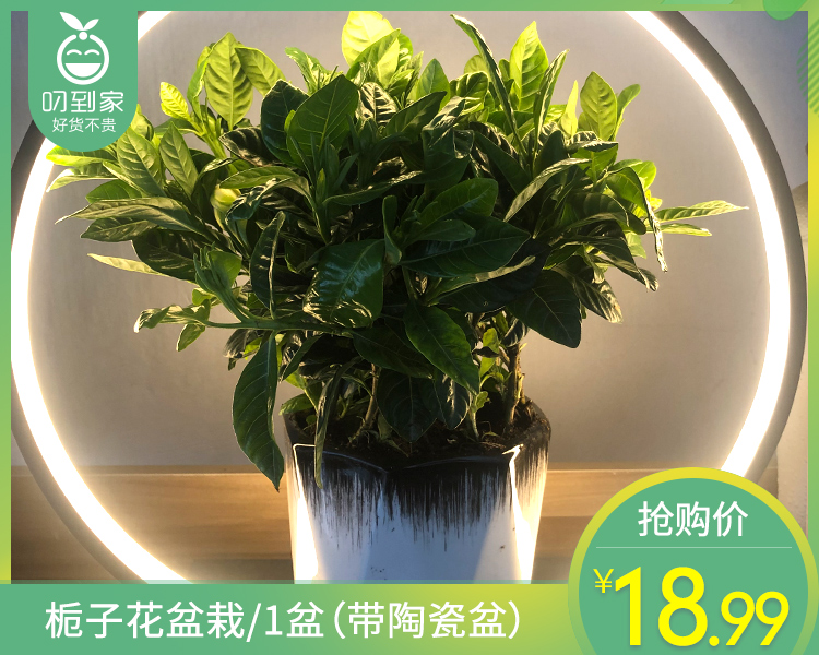 【预售-12月22日配送】栀子花盆栽/1盆（带陶瓷盆）