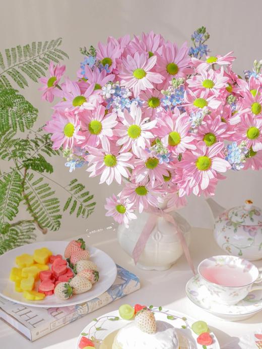 【少女幻想】索芙特粉小菊5支+蓝星花5支/份 商品图2