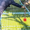【闹妈】舟山虾峙艾草多糯米少的青饼清香十足500g海岛时令美食 商品缩略图4