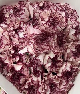 单头康乃馨 | 彩蝶