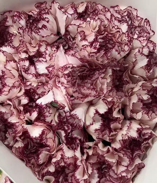 单头康乃馨 | 彩蝶 商品图0