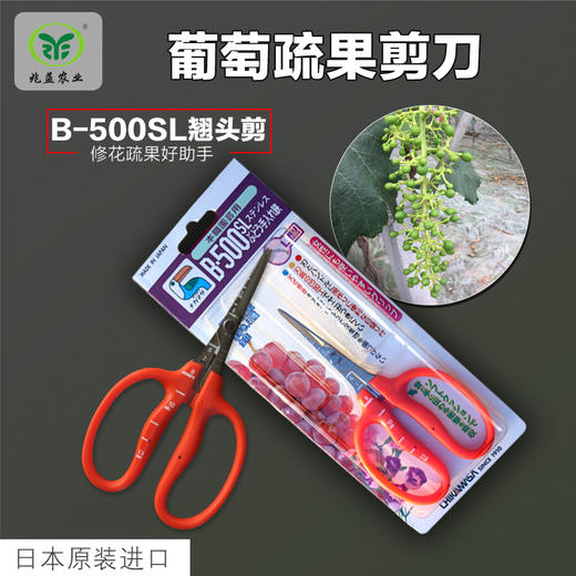 日本近正大嘴鸟--疏花疏果剪刀 商品图0