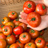 草莓番茄约4.5斤装 | 农匠坊 商品缩略图3