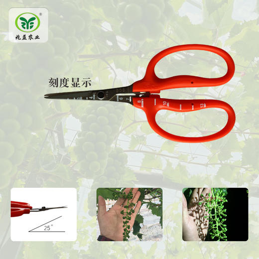 日本近正大嘴鸟--疏花疏果剪刀 商品图1