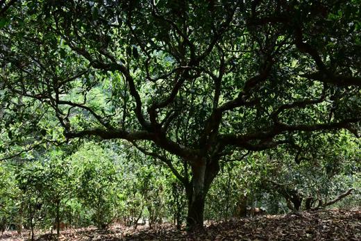 南糥茶王·最大树｜2026年头春头采，稀有珍品古树纯料青饼 商品图2