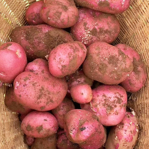 红皮洋芋 6斤（新鲜现挖，粉糯香甜） 商品图0