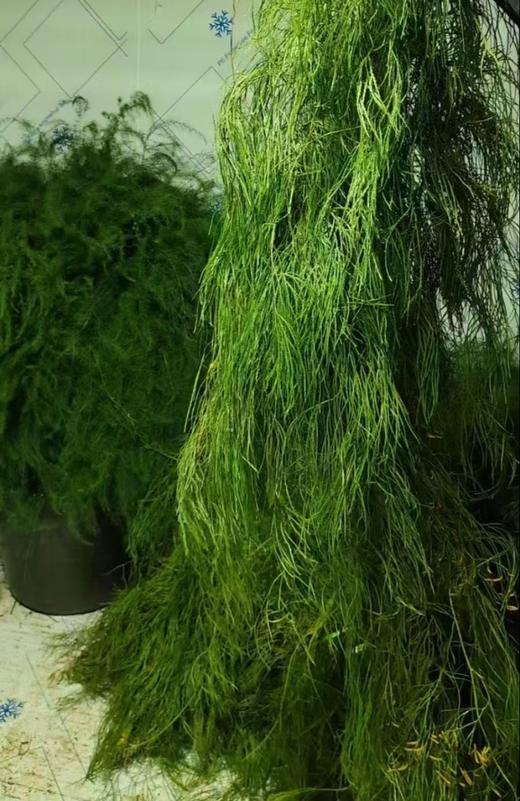 叶材 | 藤石松 商品图0