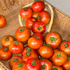 草莓番茄约4.5斤装 | 农匠坊 商品缩略图1