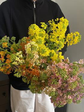 同城甄选油菜花鲜切花一扎