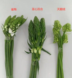 【花友攻略】一篇分清：雀梅/圣心百合/天鹅绒