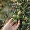 特级初榨橄榄油 | 500ml/瓶 西班牙进口 拌沙拉热炒生饮 低温冷榨一级 晟麦 商品缩略图2