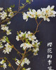 【开花特惠】 国产樱花  白色  约2-3枝/扎 商品缩略图7