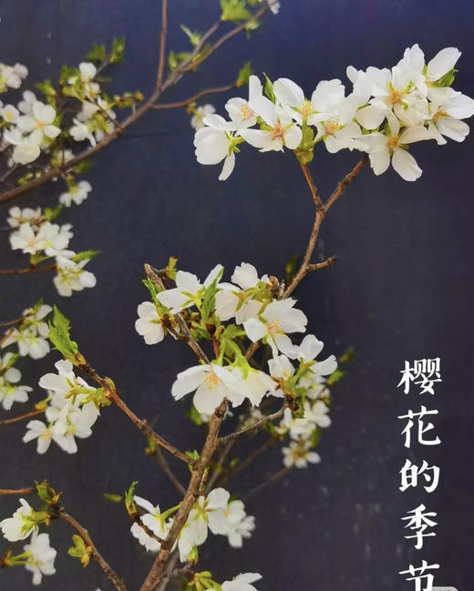 【开花特惠】 国产樱花  白色  约2-3枝/扎 商品图7