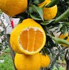 【斌哥优选 】柠檬不知火，100项0农残。一瓣一脆，爆珠口感，拥有柠檬香气的橘子。不是纯甜口感，vc含量高，果皮可泡水。四川限定应季食物。 商品缩略图1