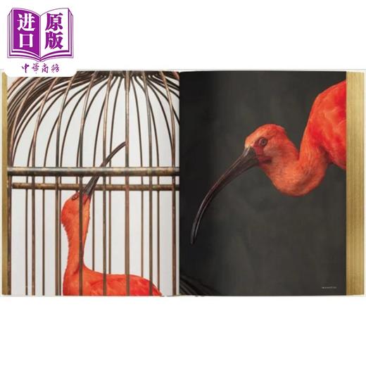 【中商原版】Packshots 进口艺术 精美野生动物标本艺术品 商品图4