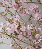 【向你微笑】国产樱花  粉色  约2-3枝/扎 商品缩略图5