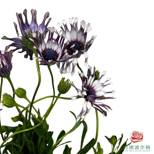 蓝目菊白芍 商品图1