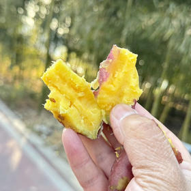 临安天目山小香薯  香、甜、粉、无筋、黄肉的 隔水蒸特好吃