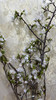 【开花特惠】 国产樱花  白色  约2-3枝/扎 商品缩略图13