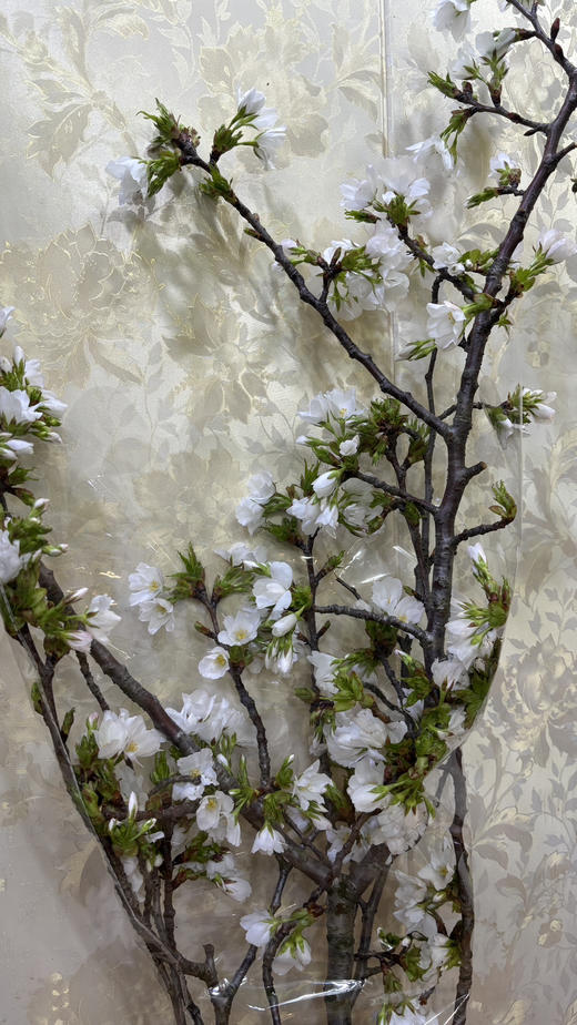 【开花特惠】 国产樱花  白色  约2-3枝/扎 商品图13