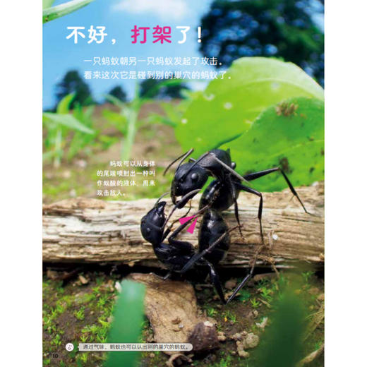 《好喜欢科学：好喜欢的大自然》（全11册） 商品图6
