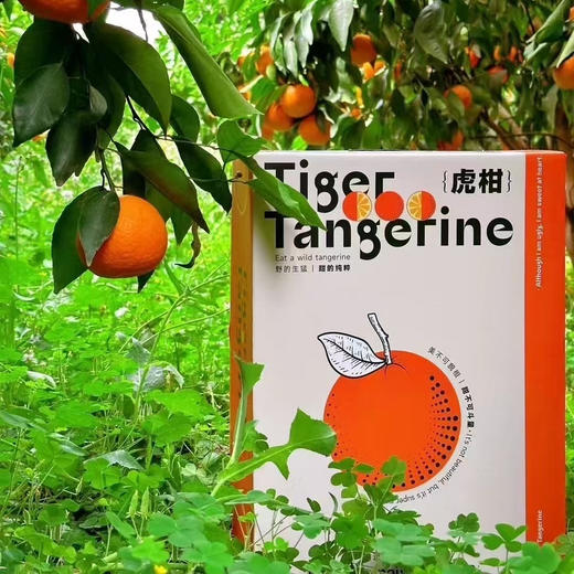 产地直邮-云南高原虎柑 家庭装/礼盒装 纯甜多汁 现摘发货～ 商品图6