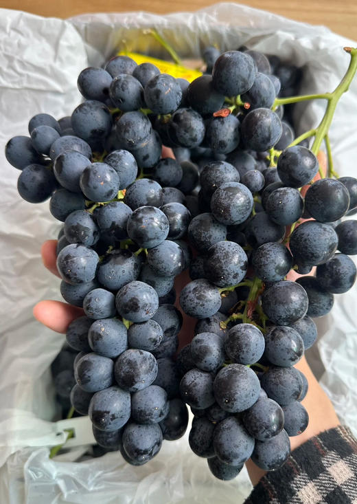 智利无籽玫瑰香，果粒硬实，口感香甜非常新鲜，约1.5斤/袋 商品图1