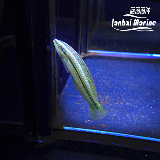 海藻龙 商品图1