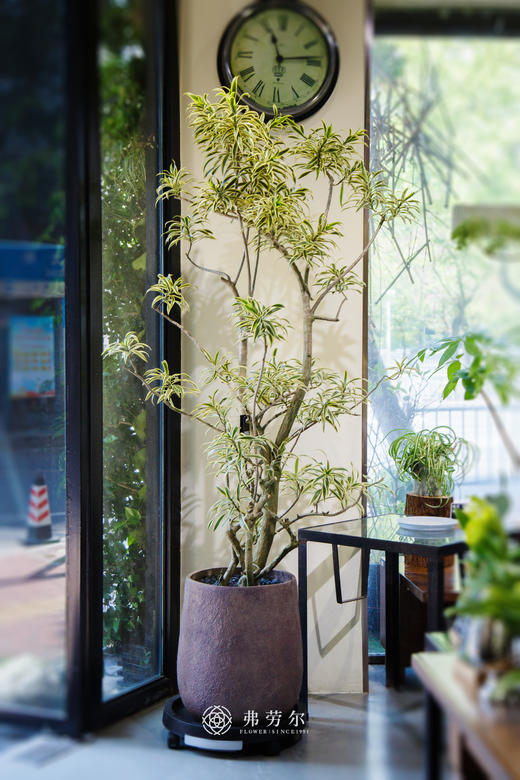 落地百合竹 商品图0