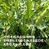 云南有机带皮豌豆（基地直发-顺丰包邮）| 3斤/件，来自云南昆明，生产者：李建平【合作生产，公平贸易】 商品缩略图1