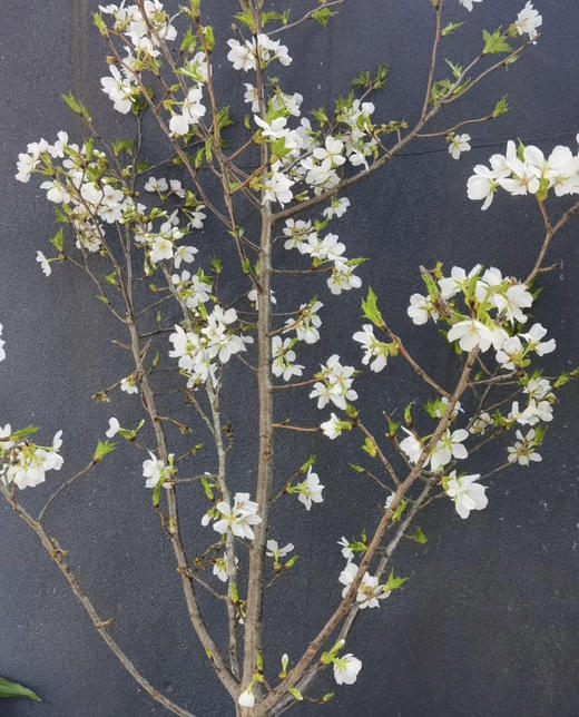 【开花特惠】 国产樱花  白色  约2-3枝/扎 商品图11
