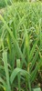 酵素生态种植的蒜苔出来了 商品缩略图1