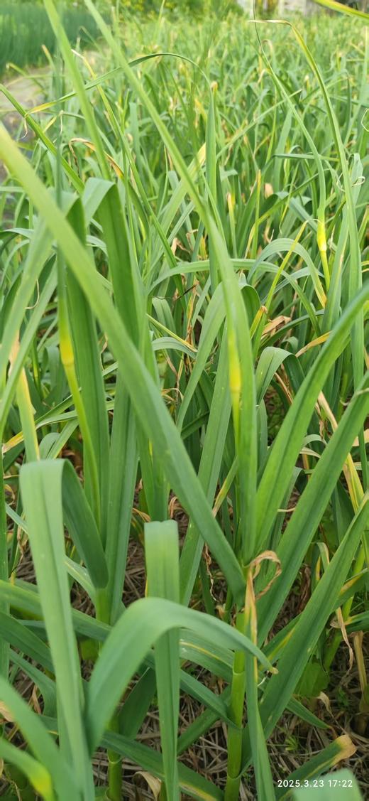 酵素生态种植的蒜苔出来了 商品图1