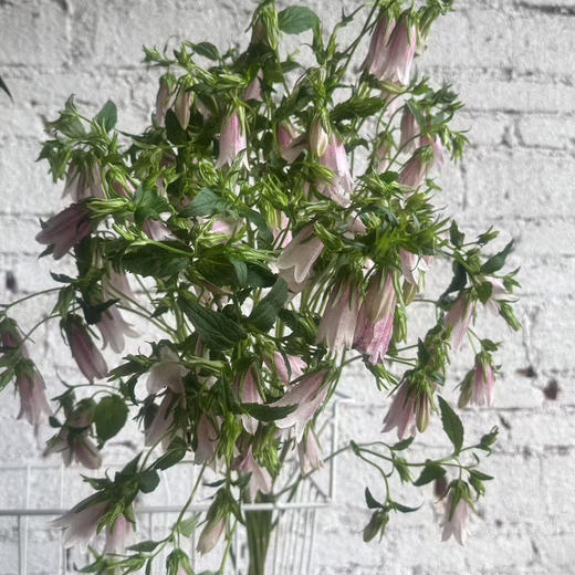 紫斑风铃 商品图3