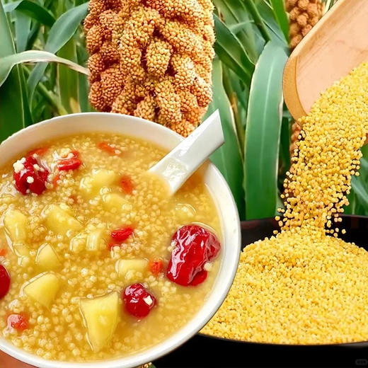 【2袋减5】【敖汉小米】来自“世界小米之乡” 8000年历史 颗粒饱满圆润 米油丰富 口感软糯 精选金苗K1原粮谷子 无添加 无染色 2.5kg装 新老包装随机发 商品图8