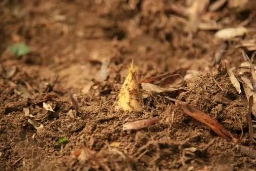 【智行研学】4月4日“笋”意盎然一日营 商品图3