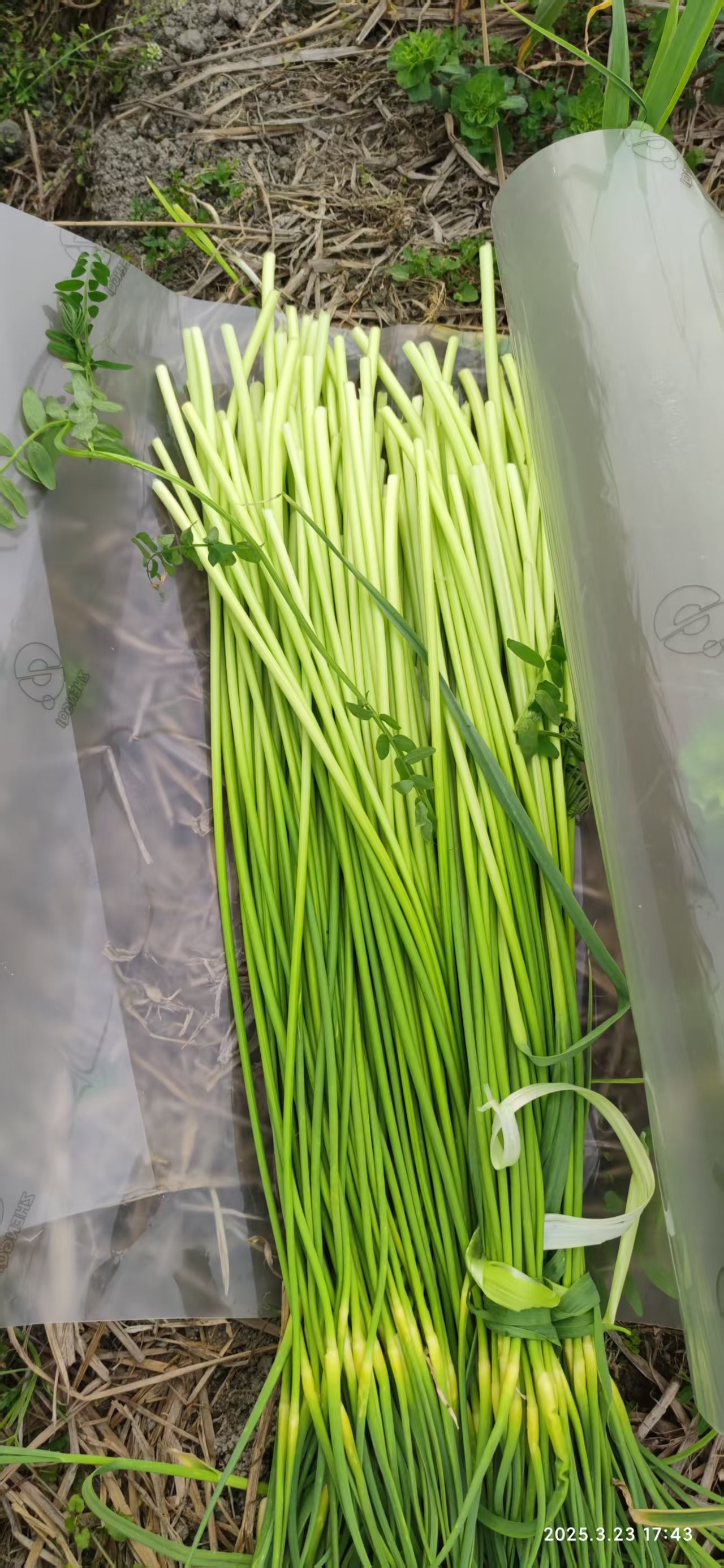 酵素生态种植的蒜苔出来了