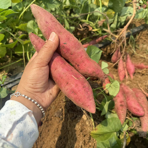 临安天目山小香薯  香、甜、粉、无筋、黄肉的 隔水蒸特好吃 商品图4