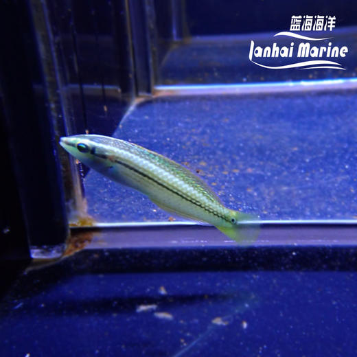 海藻龙 商品图3