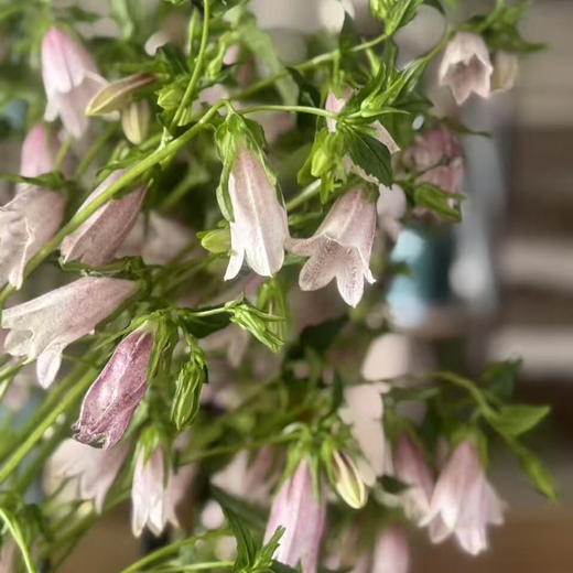 紫斑风铃 商品图4