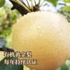 秋梨膏（有机黄金梨加工） 商品缩略图5