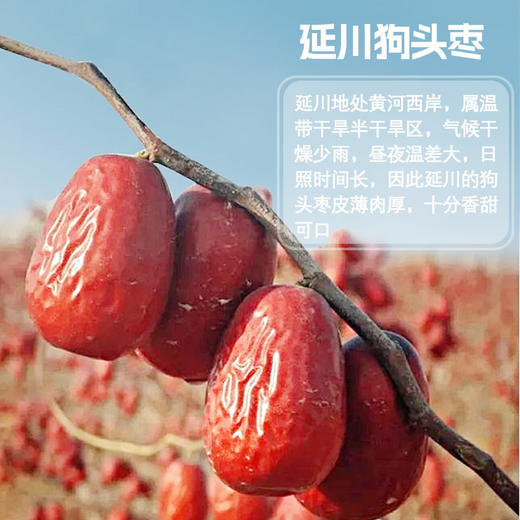 延水儒牛狗头枣500g*2袋 商品图2