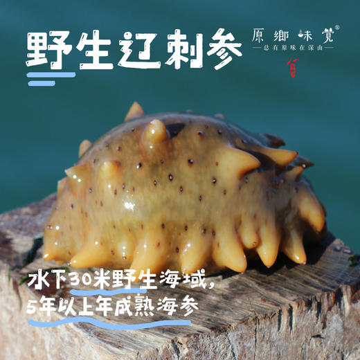 野生辽刺参/海参（成都仓库-顺丰包邮） |  多种规格，来自辽宁大连，生产者：蔡殿双【合作生产，公平贸易】 商品图0
