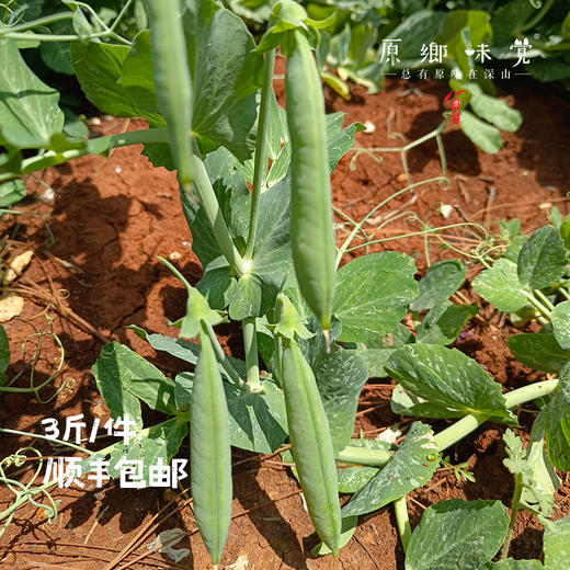 云南有机带皮豌豆（基地直发-顺丰包邮）| 3斤/件，来自云南昆明，生产者：李建平【合作生产，公平贸易】 商品图3