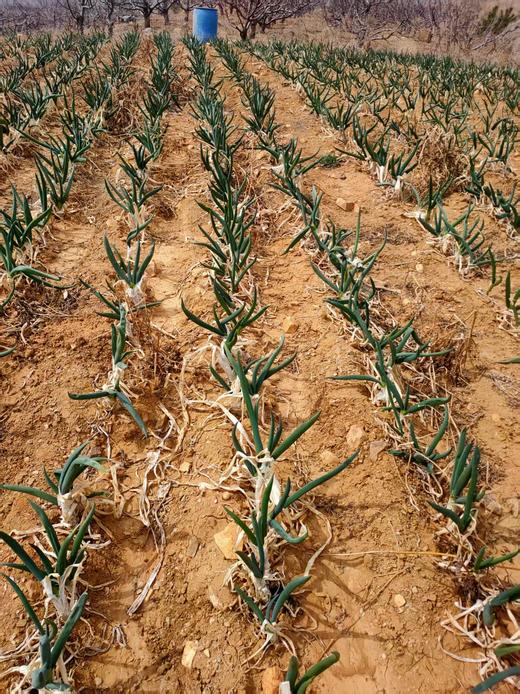 鸿翠园 有机发芽葱 商品图1