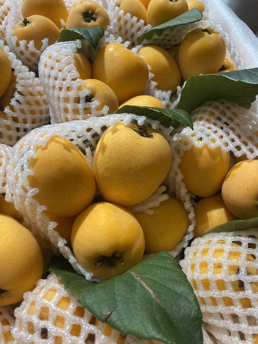 宏丰精选 云南蒙自枇杷，枇杷味浓郁，带点微酸，活动价19.8元一斤 商品图0