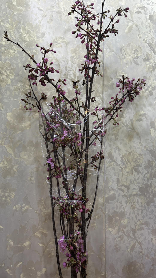 【向你微笑】国产樱花  粉色  约2-3枝/扎 商品图9