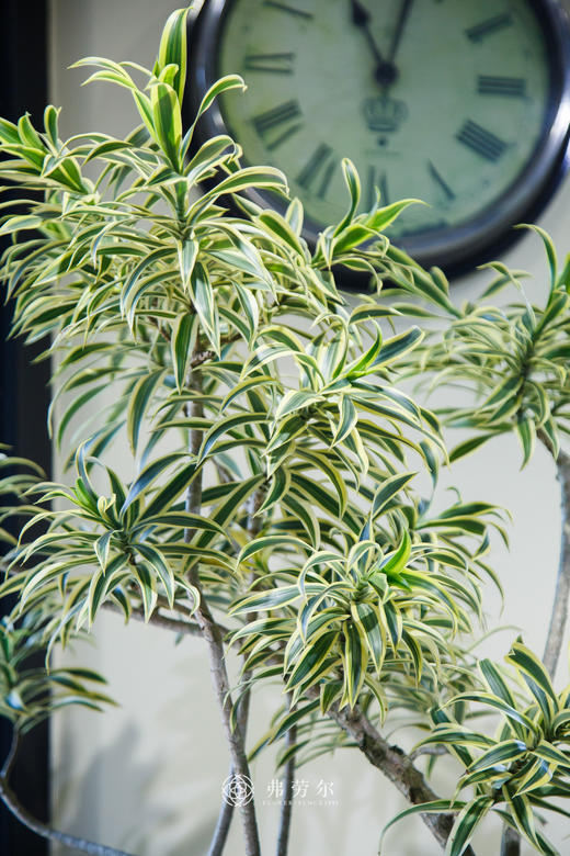 落地百合竹 商品图2